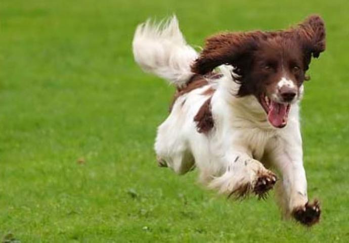 Köpekler çok koşsalar bile neden terlemezler?