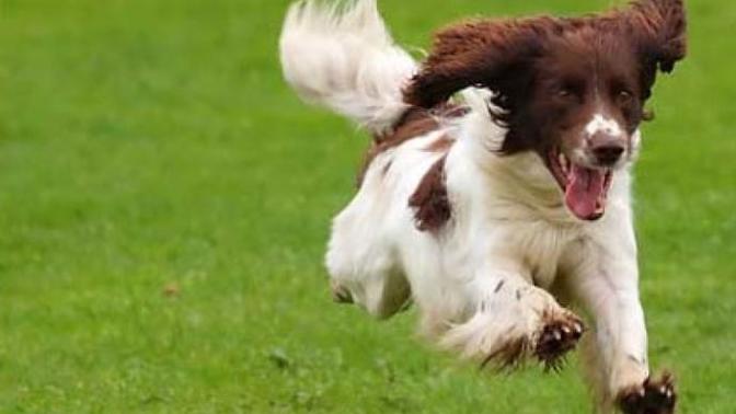 Köpekler çok koşsalar bile neden terlemezler?