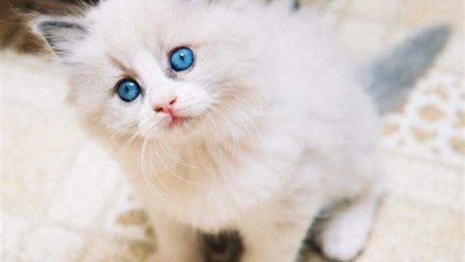 Evinde ponçik, minnoş, yumoş Kedi besleyen var mı?