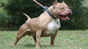 Acımasız Pitbul mu, Asil Kangal mı, Yoksa Yalnız Bir Kurt mu? Köpekte Favori Irkın Hangisi?
