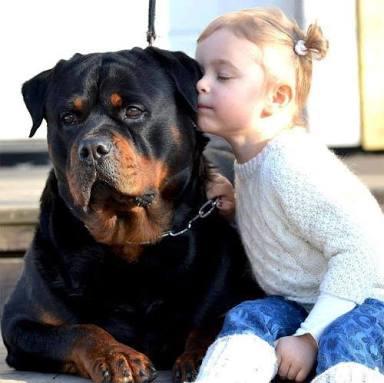 Acımasız pitbul mu, asil kangal mı, yoksa yalnız bir kurt mu? Köpekte favori ırkın hangisi?