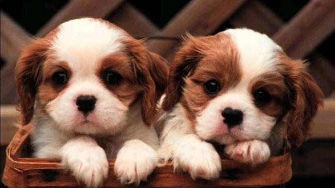 Acımasız pitbul mu, asil kangal mı, yoksa yalnız bir kurt mu? Köpekte favori ırkın hangisi?
