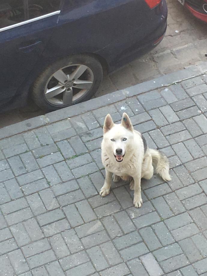 Köpeğin genital organından kan damlıyor. Neden olabilir? KizlarSoruyor