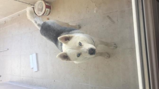 Köpeğin genital organından kan damlıyor. Neden olabilir?