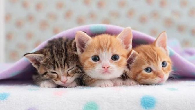 2 haftalık yavru kedi yıkanır mı?