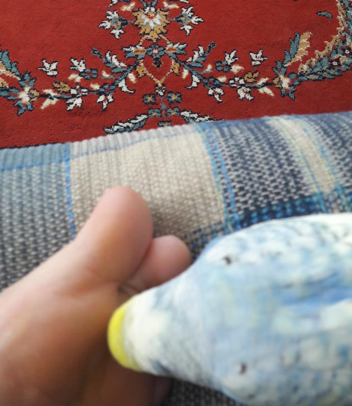 Kuşum sapık olabilir mi?