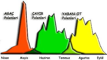 Polen alerjisi tavan yapanlar burada mı?