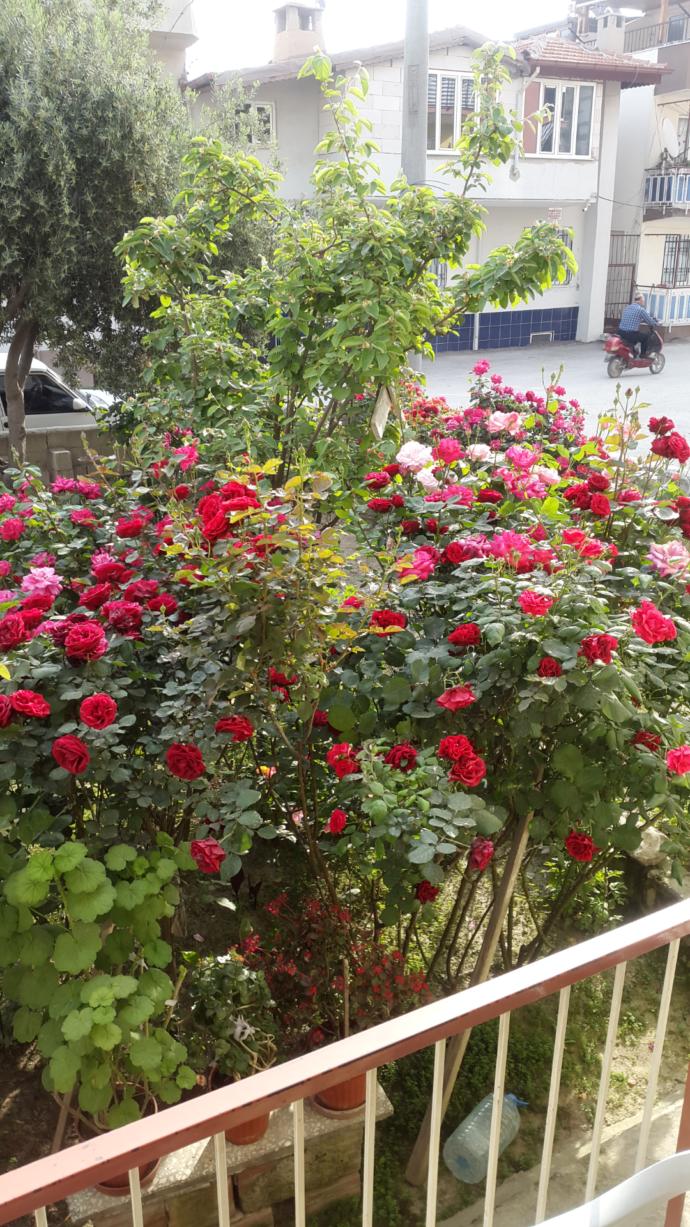 Günaydın😉 sabahlar güzelmi gelin size balkonda çay ismarlayayim rengarenk gül manzaralı😍 içecekmisiniz?