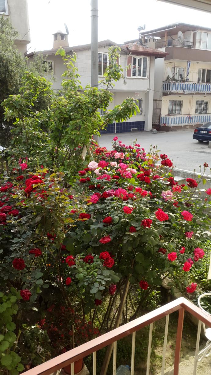 Günaydın😉 sabahlar güzelmi gelin size balkonda çay ismarlayayim rengarenk gül manzaralı😍 içecekmisiniz?