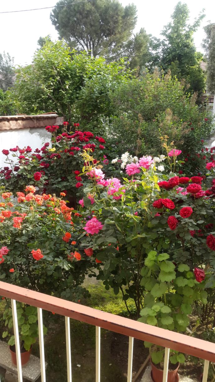 Günaydın😉 sabahlar güzelmi gelin size balkonda çay ismarlayayim rengarenk gül manzaralı😍 içecekmisiniz?