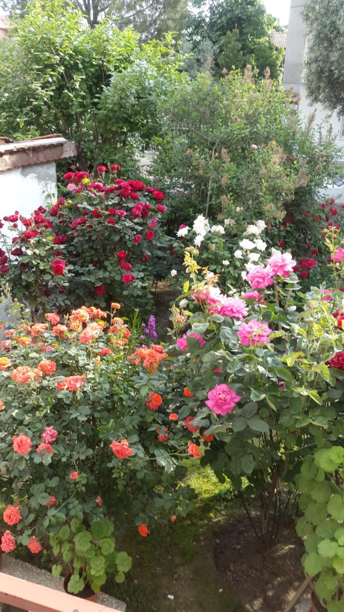 Günaydın😉 sabahlar güzelmi gelin size balkonda çay ismarlayayim rengarenk gül manzaralı😍 içecekmisiniz?