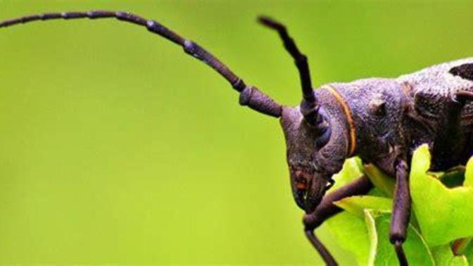 Böceklerin antenleri ne işe yarar?