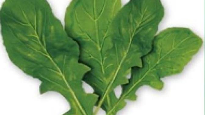 Akciğer kanserine karşı Tereotu (Dereotu değil) kürünü biliyor musunuz?
