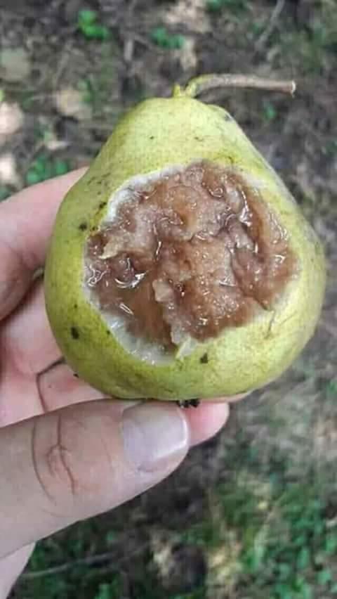 Bu armutu bilenler kimler?