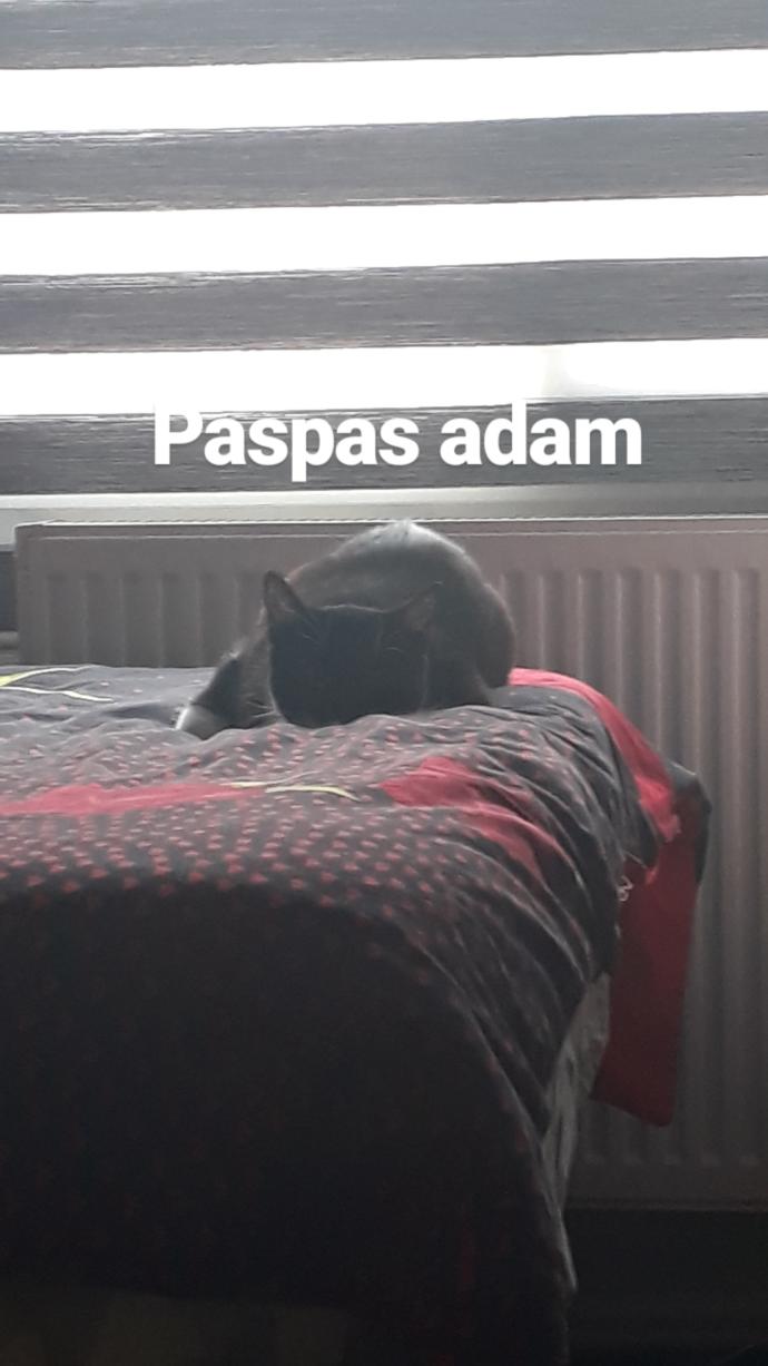 Kedim hiç dışarı çıkmadı, hava aldırmaya çıkarmalı mıyım bu ona zulüm mu?
