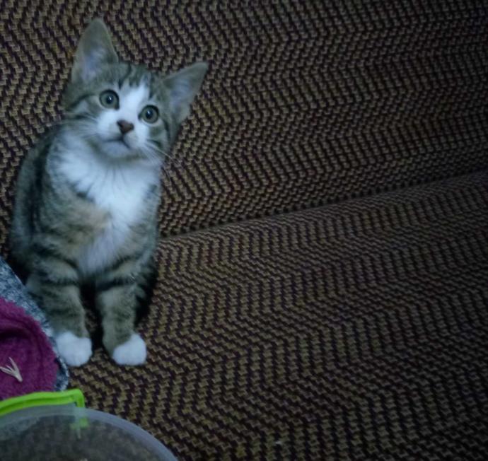 Kızlar, Kediler büyüyünce çirkinleşir mi bukadar?