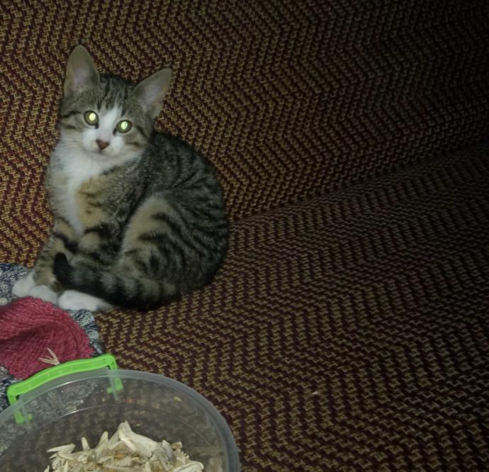 Kızlar, Kediler büyüyünce çirkinleşir mi bukadar?