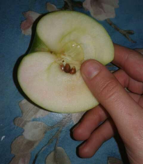 Sizce bu yeşil elmanın içi niye pembemsi ilk defa görüyorum? 😄?