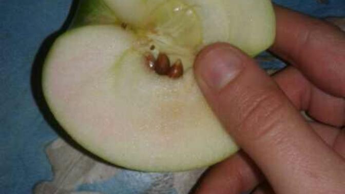 Sizce bu yeşil elmanın içi niye pembemsi ilk defa görüyorum? 😄?