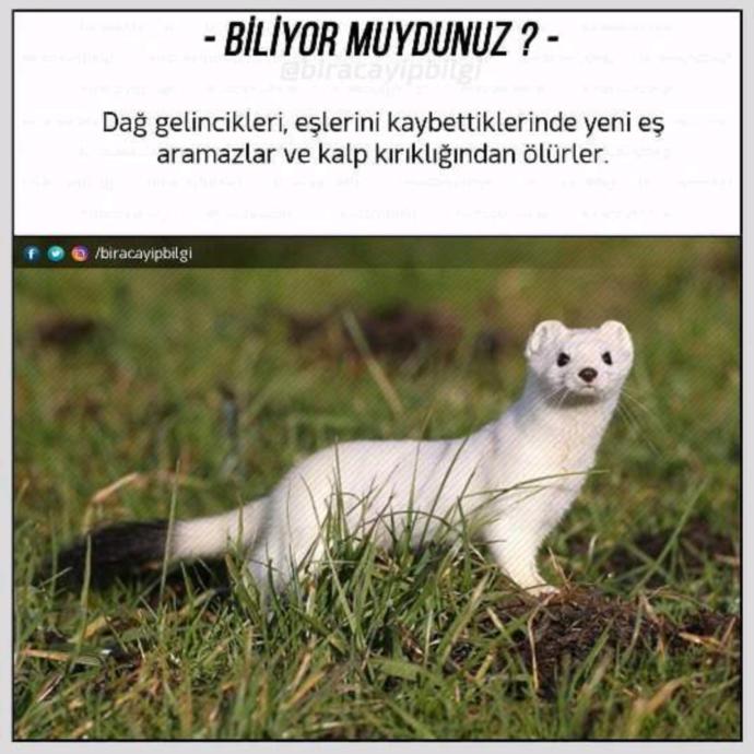 Dağ gelinciği mi yoksa sevgili mi isterdiniz?