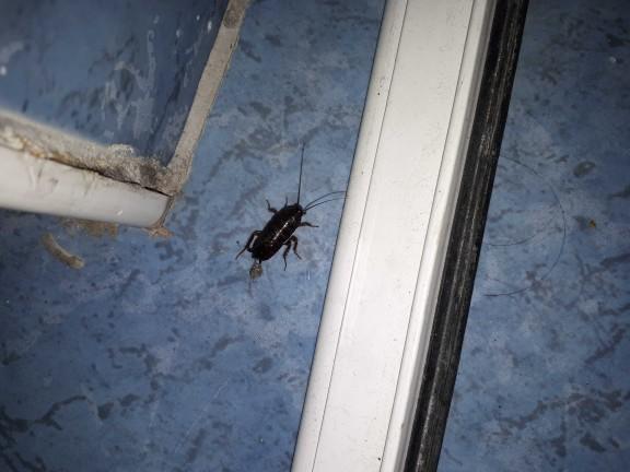 Arkadaşlar bu hamam böceği doğum mu yapıyor?