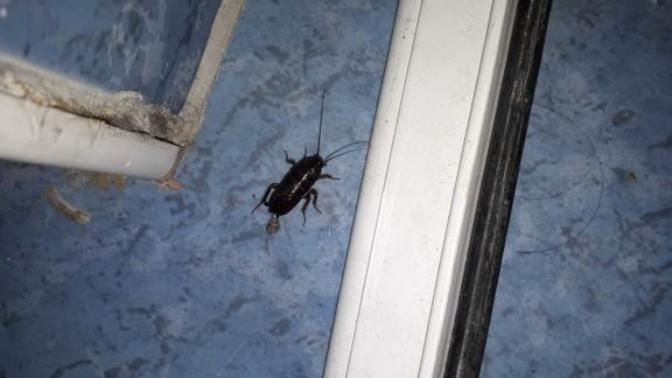 Arkadaşlar bu hamam böceği doğum mu yapıyor?