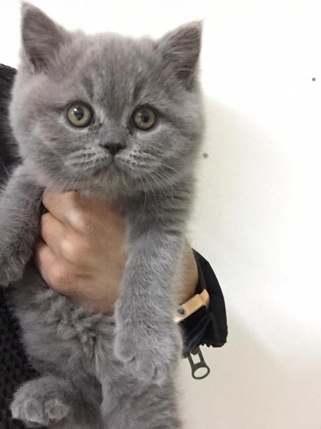 Kediden anlayan  ya da  bir veteriner arkadaş var mı?