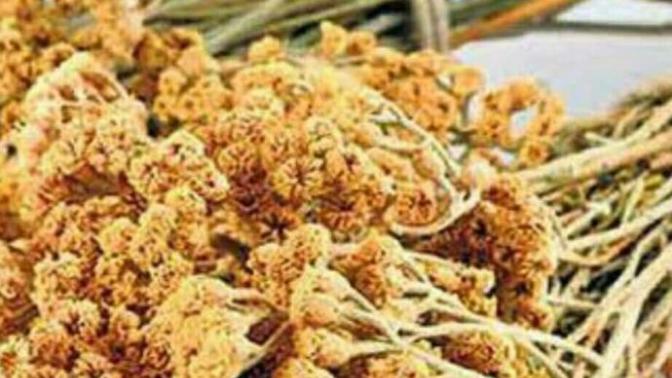 Civan perçemi bitki çayını içtiniz mi?