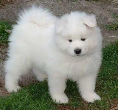 En sevdiğiniz köpek türü hangisi?