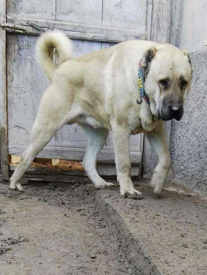 En sevdiğiniz köpek türü hangisi?