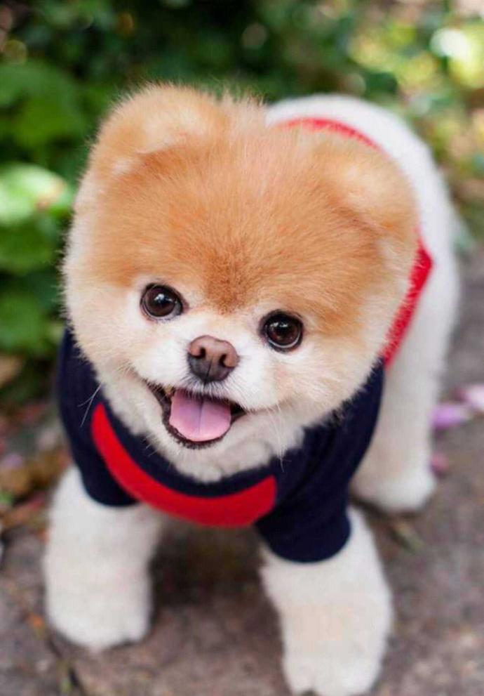 En sevdiğiniz köpek türü hangisi?