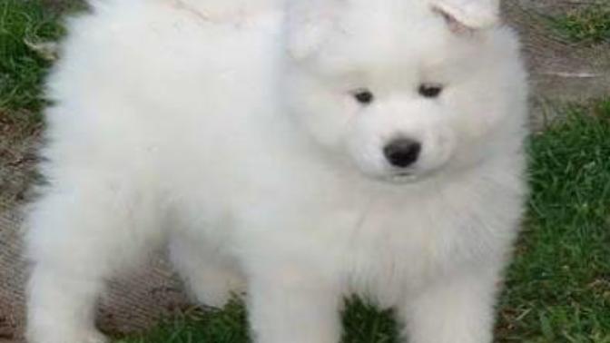 En sevdiğiniz köpek türü hangisi?