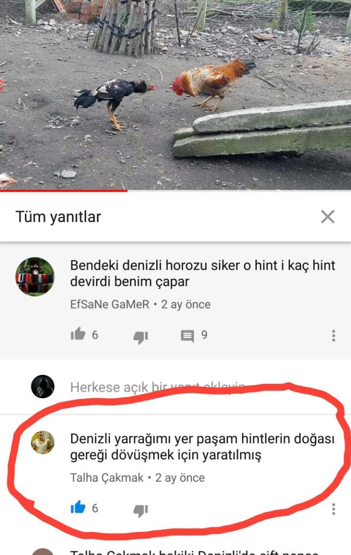 Hint horozumu yener normal türk horozumu?