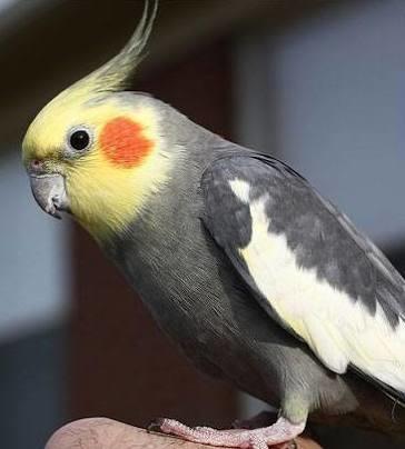 Papağanımın gözü kapandı nasıl açılabilir?