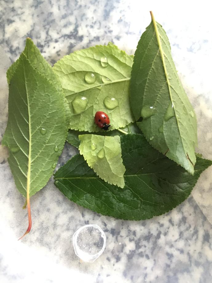 Uğur böceği ne yer hiç beslediniz mi?