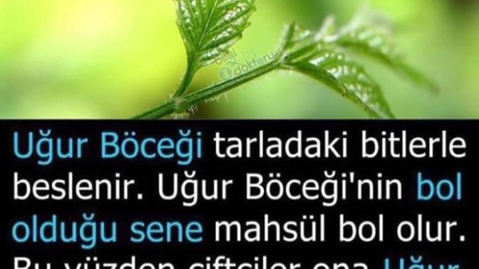 Uğur böceğinin uğur getirdiğine inanır mısınız?