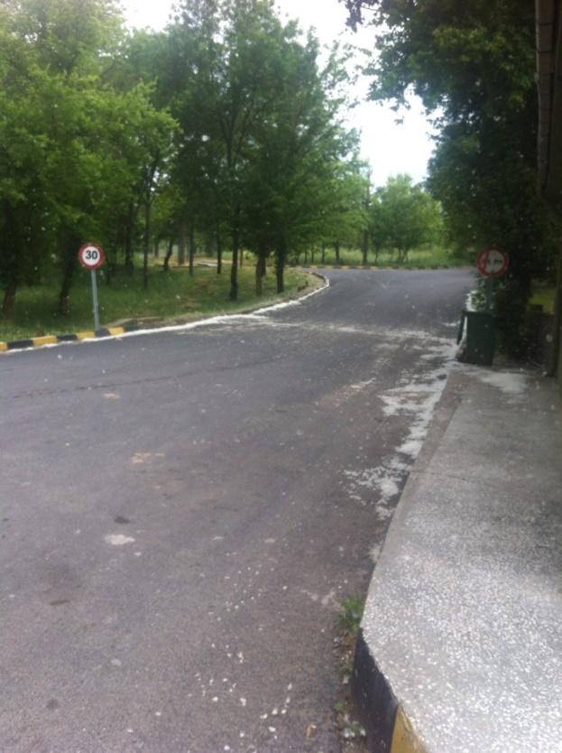 Üzerime kar gibi polen yağdı! Polen alerjisinden korunmak için neler yapıyorsunuz?