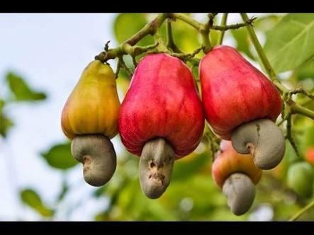 Hangi kuruyemişi daha çok seversiniz? Hıı soyleyin , çerez tabagindan dayanamayip o ayikladiğiniz minnak çerezler hangisi?😄?