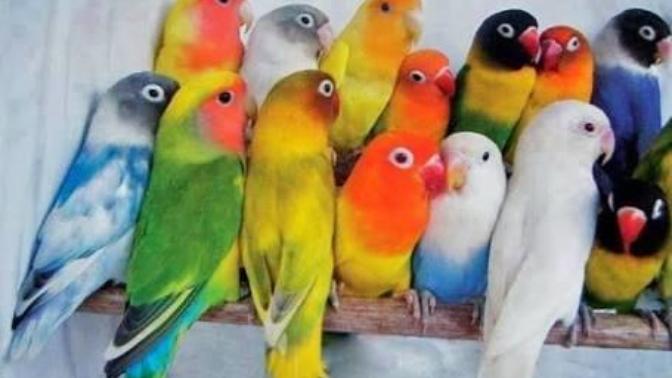 Arkadaşıma kuş hediye etmek istiyorum doğum gününde kuş bakmış olan ve ya kuşlardan anlayan biri yardımcı olabilir mi?