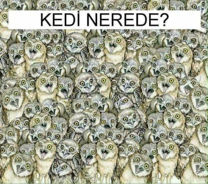 Hadi bakalım kediyi bulabilecek olan var mı 😊?