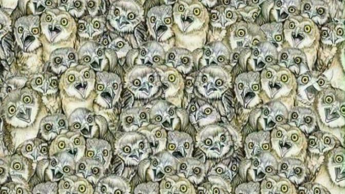 Hadi bakalım kediyi bulabilecek olan var mı 😊?