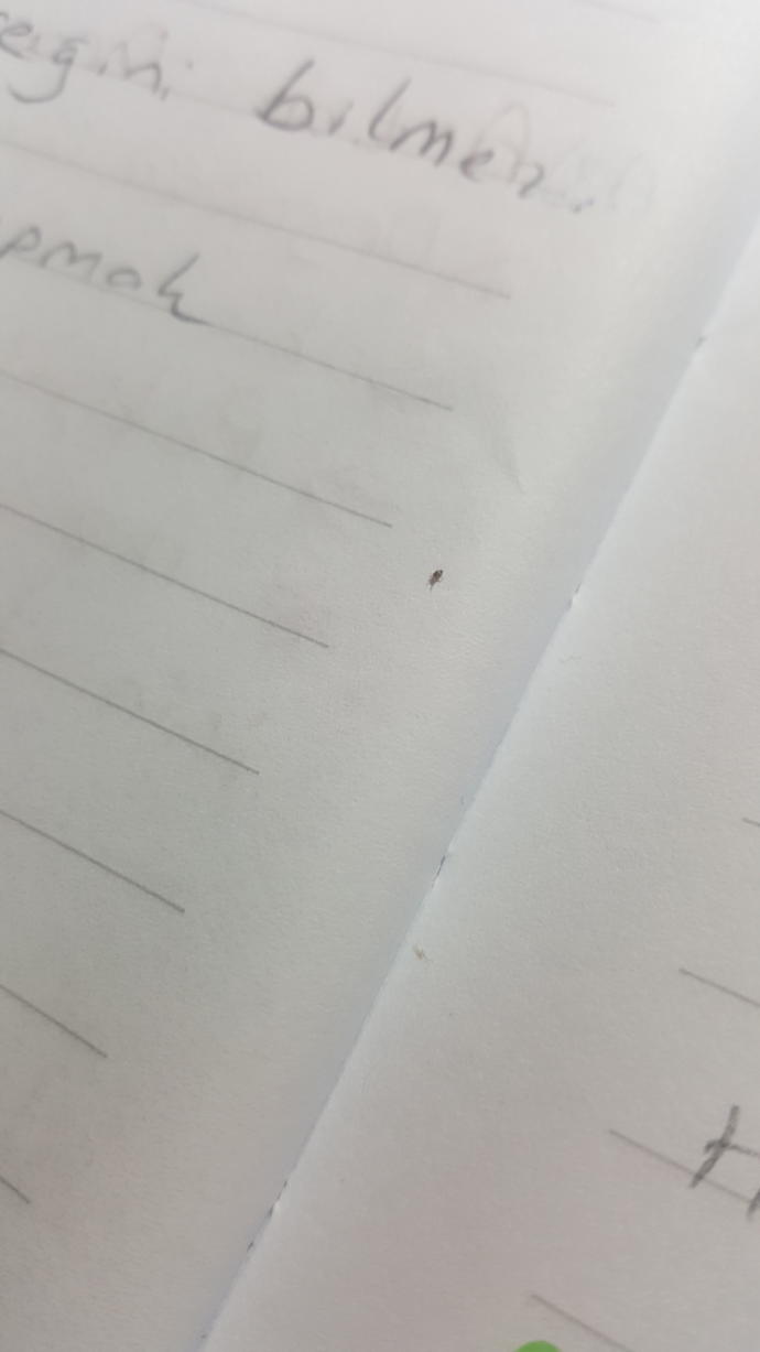 Bu minik böcekler ne? Hiç gördünüz mü? Nefret ediyorum bu lardan ne yapacağım?
