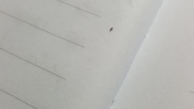 Bu minik böcekler ne? Hiç gördünüz mü? Nefret ediyorum bu lardan ne yapacağım?