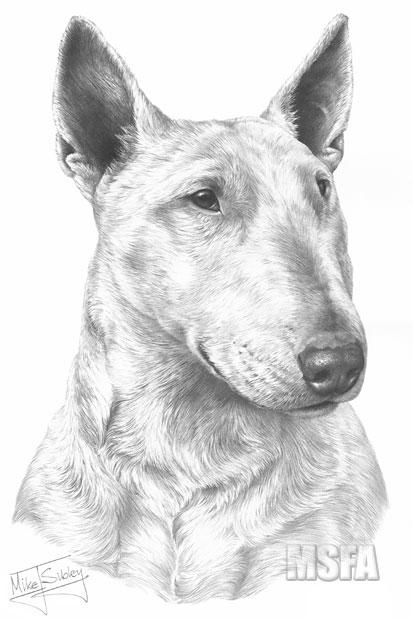 Bull Terrier yasaklı bir köpek ırkı mı?
