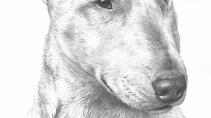 Bull Terrier yasaklı bir köpek ırkı mı?