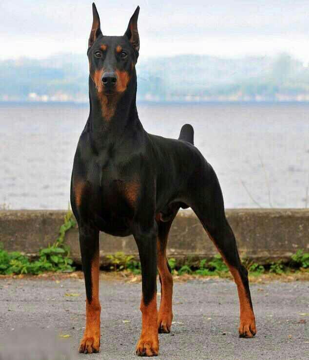 Ne karizma köpek değil mi arkadaşlar :)?