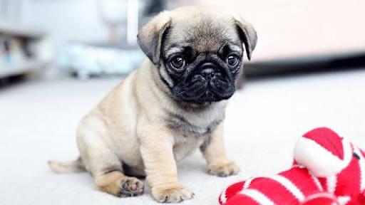 Ne karizma köpek değil mi arkadaşlar :)?