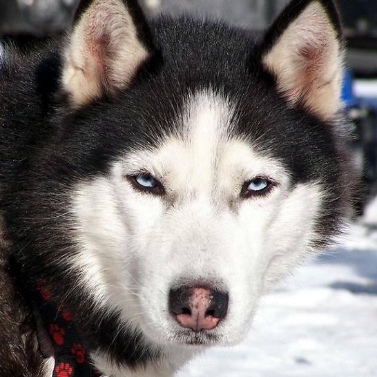 Ne karizma köpek değil mi arkadaşlar :)?
