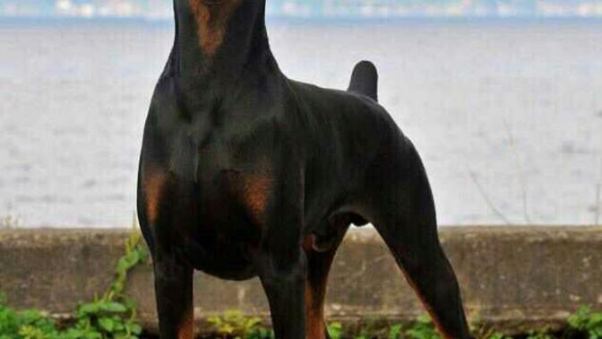 Ne karizma köpek değil mi arkadaşlar :)?