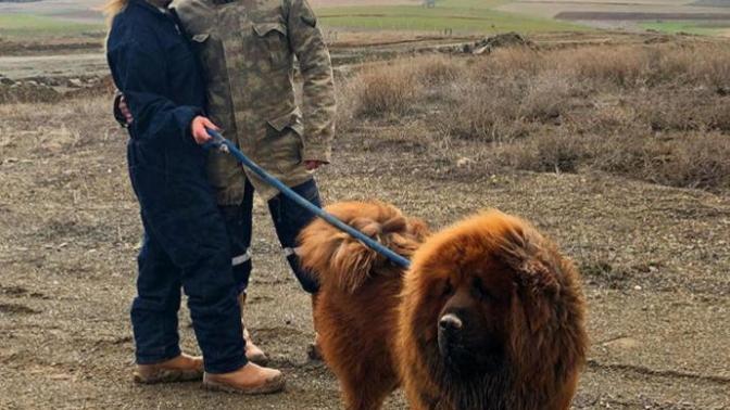 Arkadaşlar bu köpekten almayı düşünüyorum Çin aslanı bakan falan var mı memnunmusunuz?